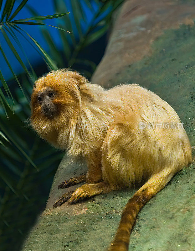 金狮绢毛猴，学名Leontopithecus rosalia，又名金狨猴，是一种小的新世界猴科猴。金狮绢毛猴原产于巴西大西洋沿岸的森林，是一种濒临灭绝的稀有物种